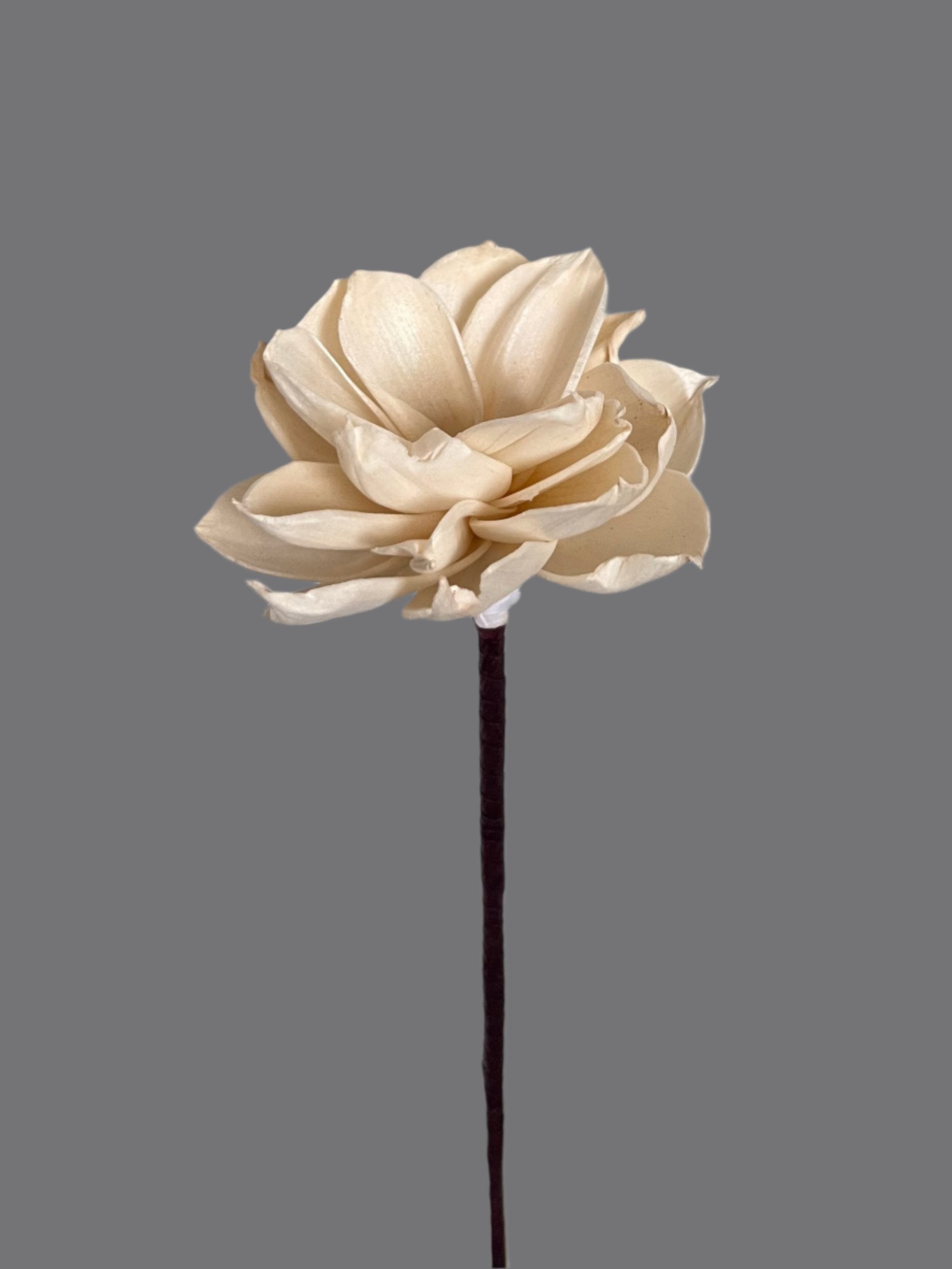 Dahlia with Stem