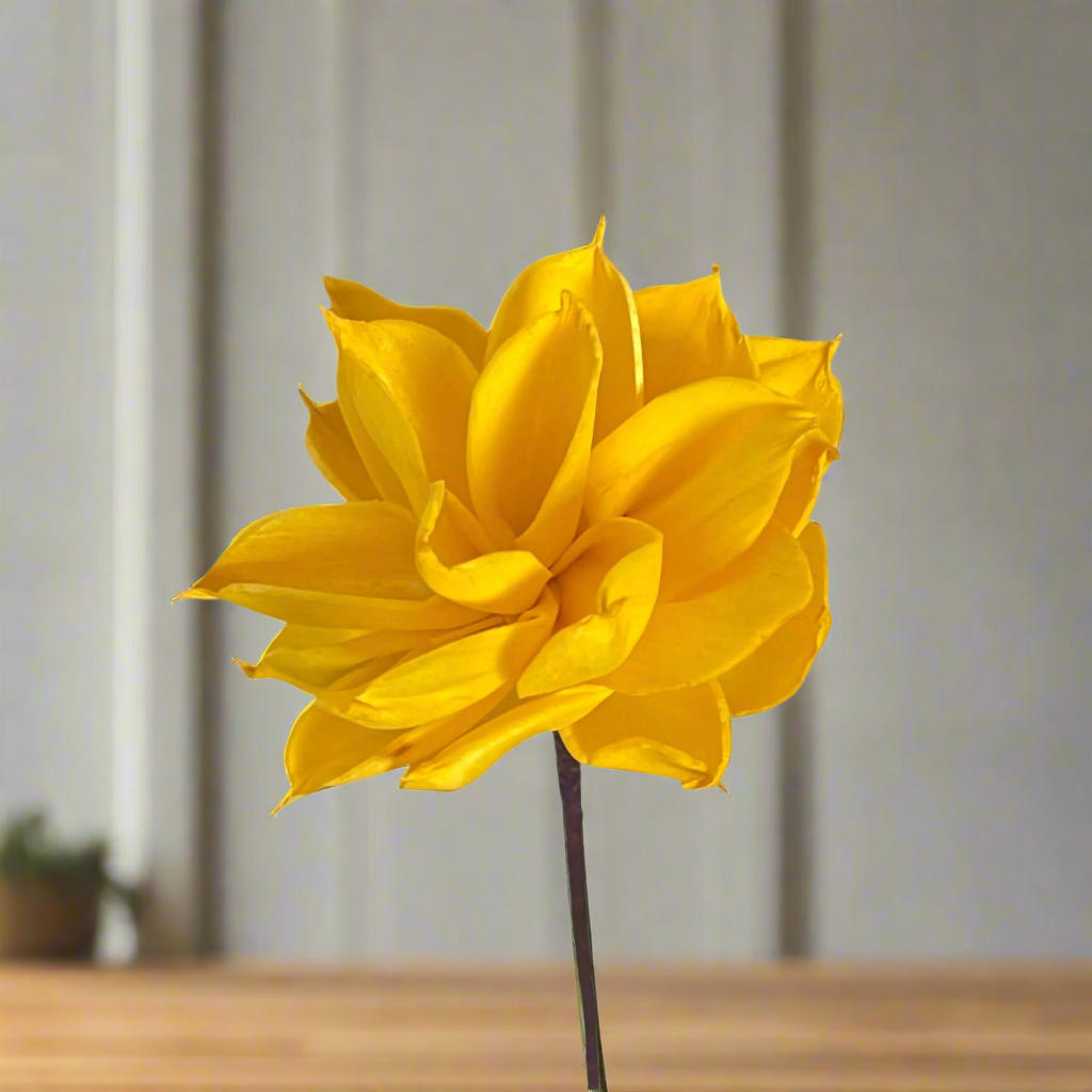 Dahlia with Stem
