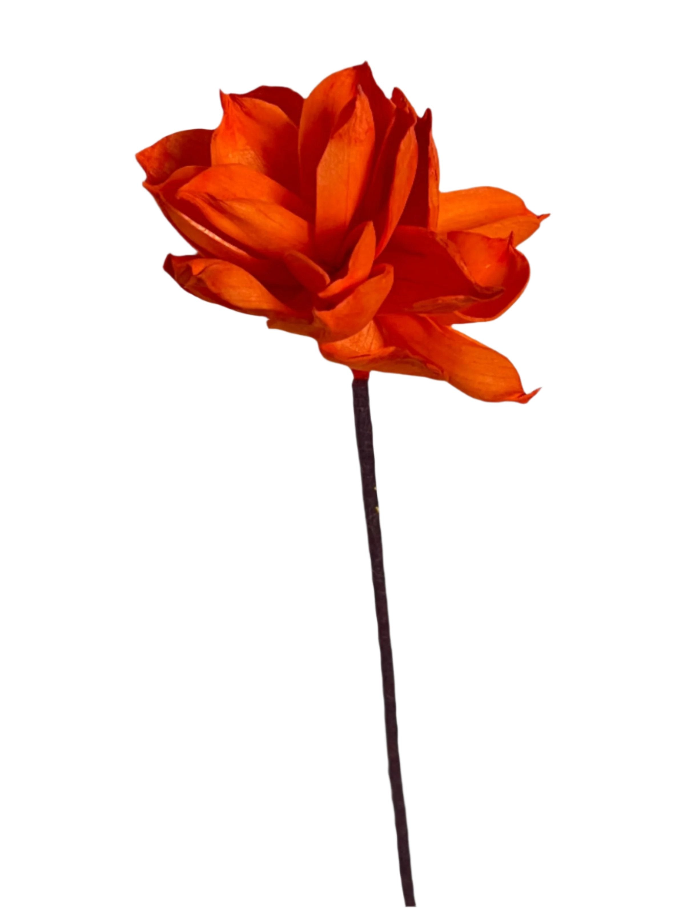 Dahlia with Stem