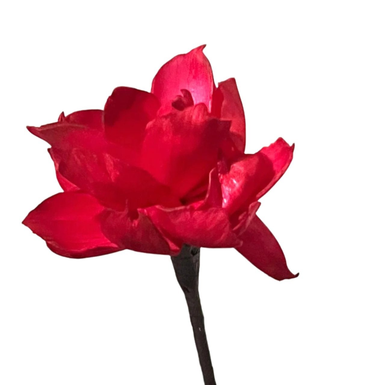 Dahlia with Stem