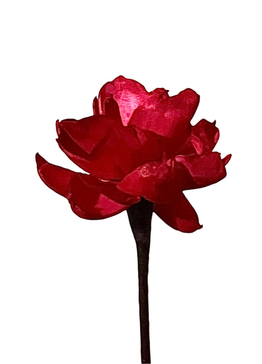 Dahlia with Stem