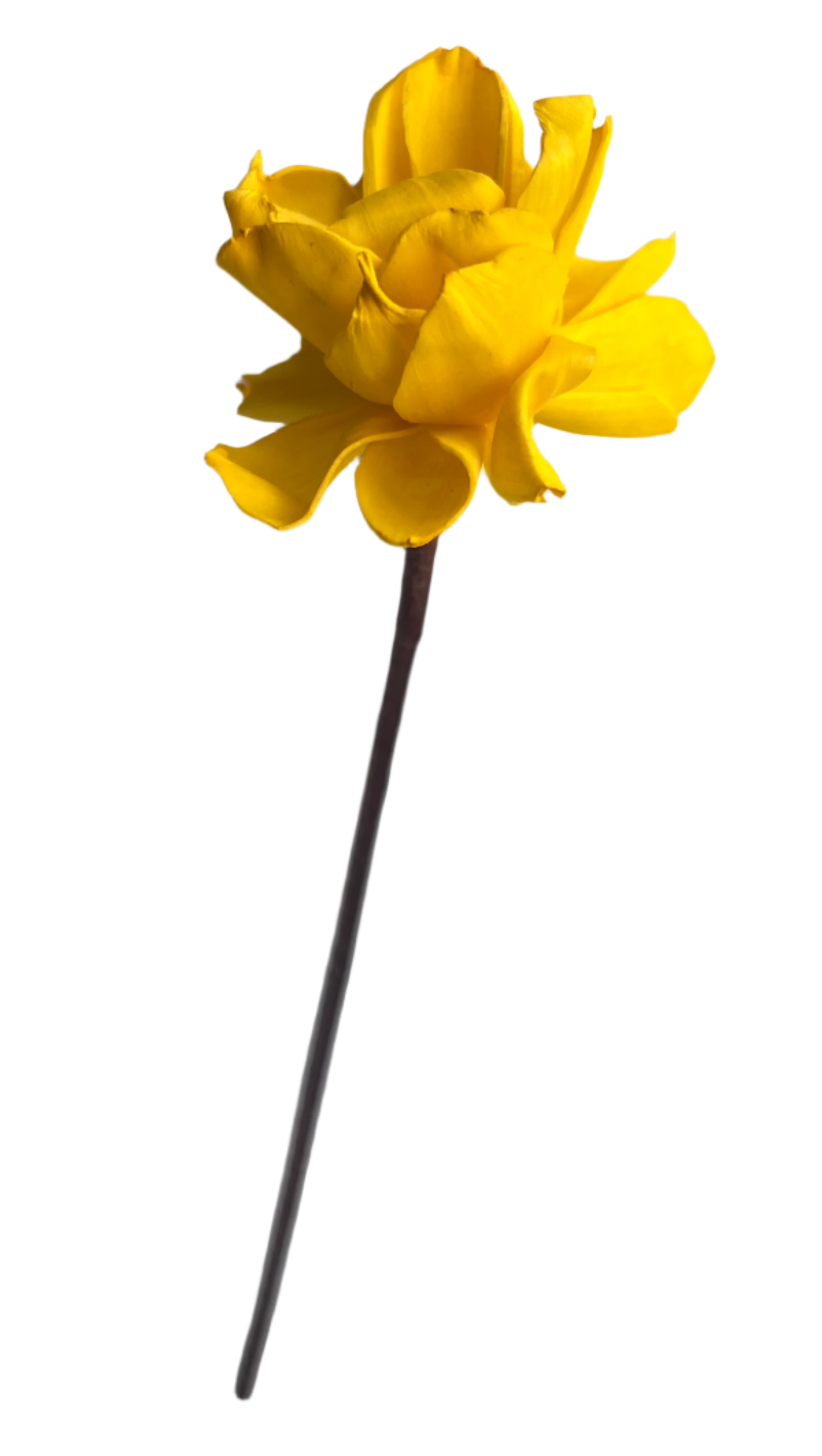 Dahlia with Stem