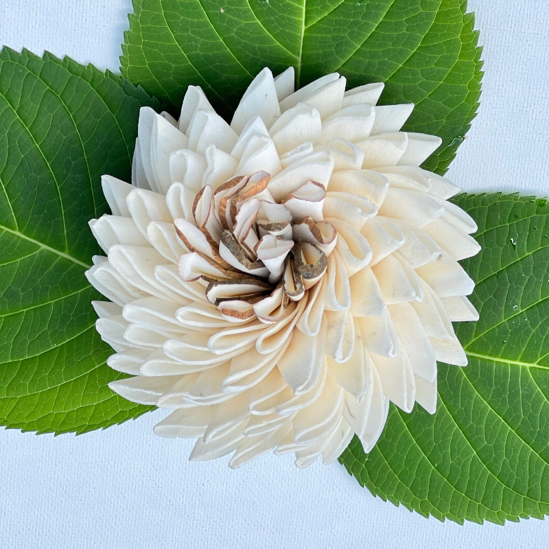 Chrysanthemum (Mums) - Wholesale