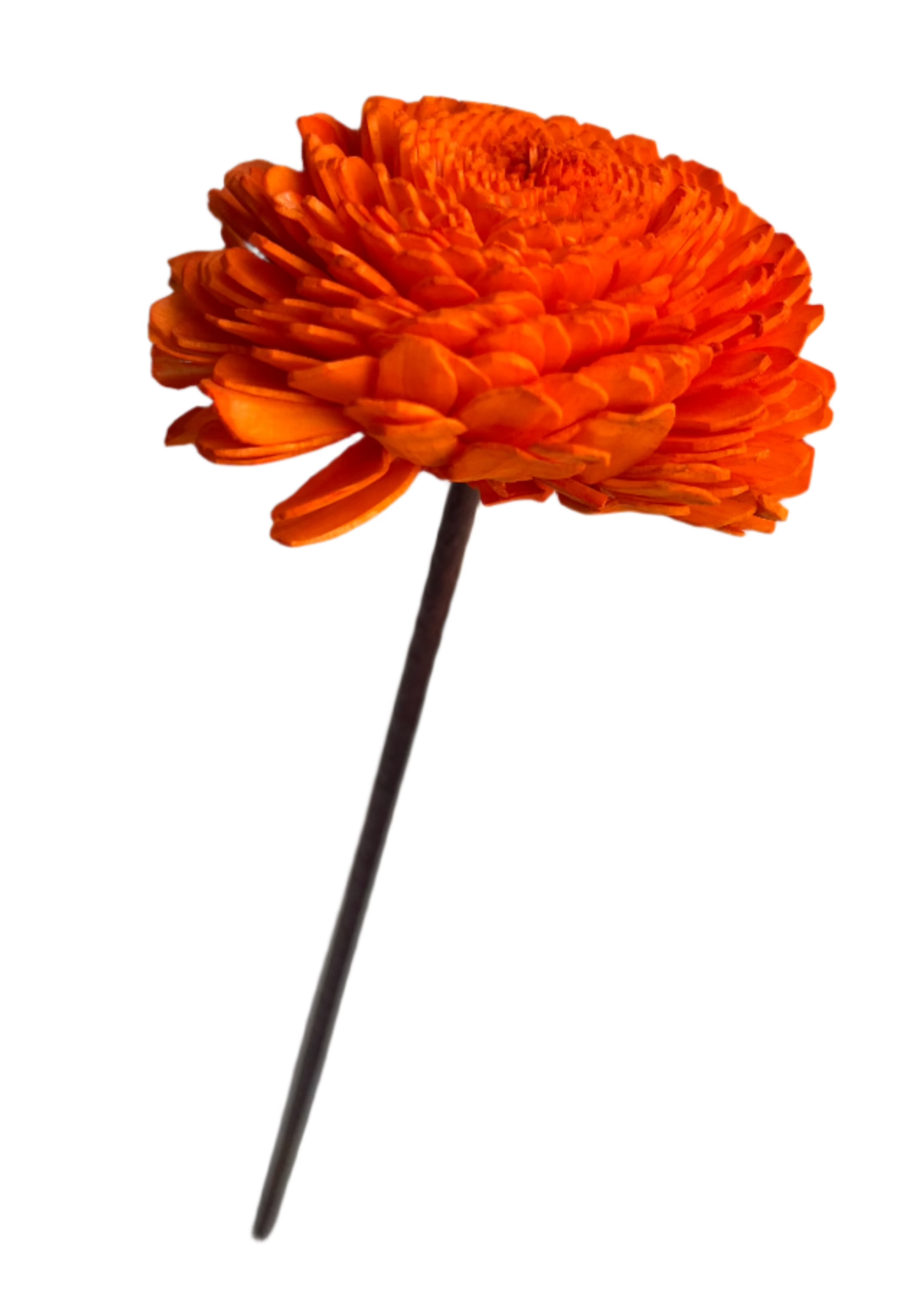 Zinnia with Stem