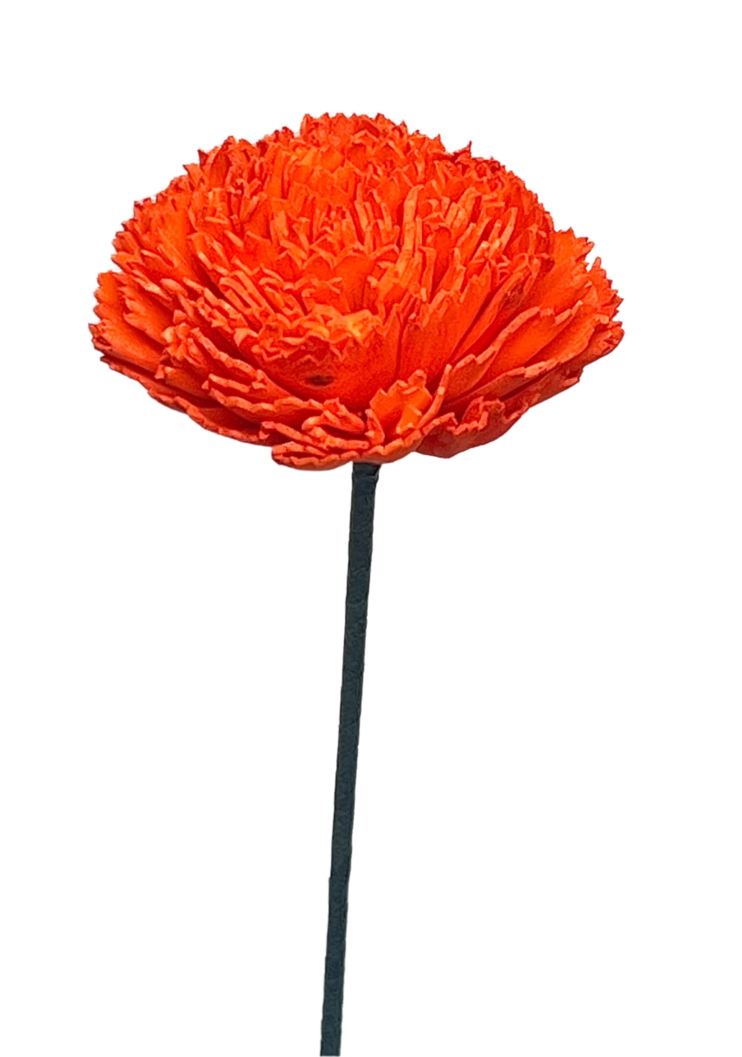 Carnation with Stem