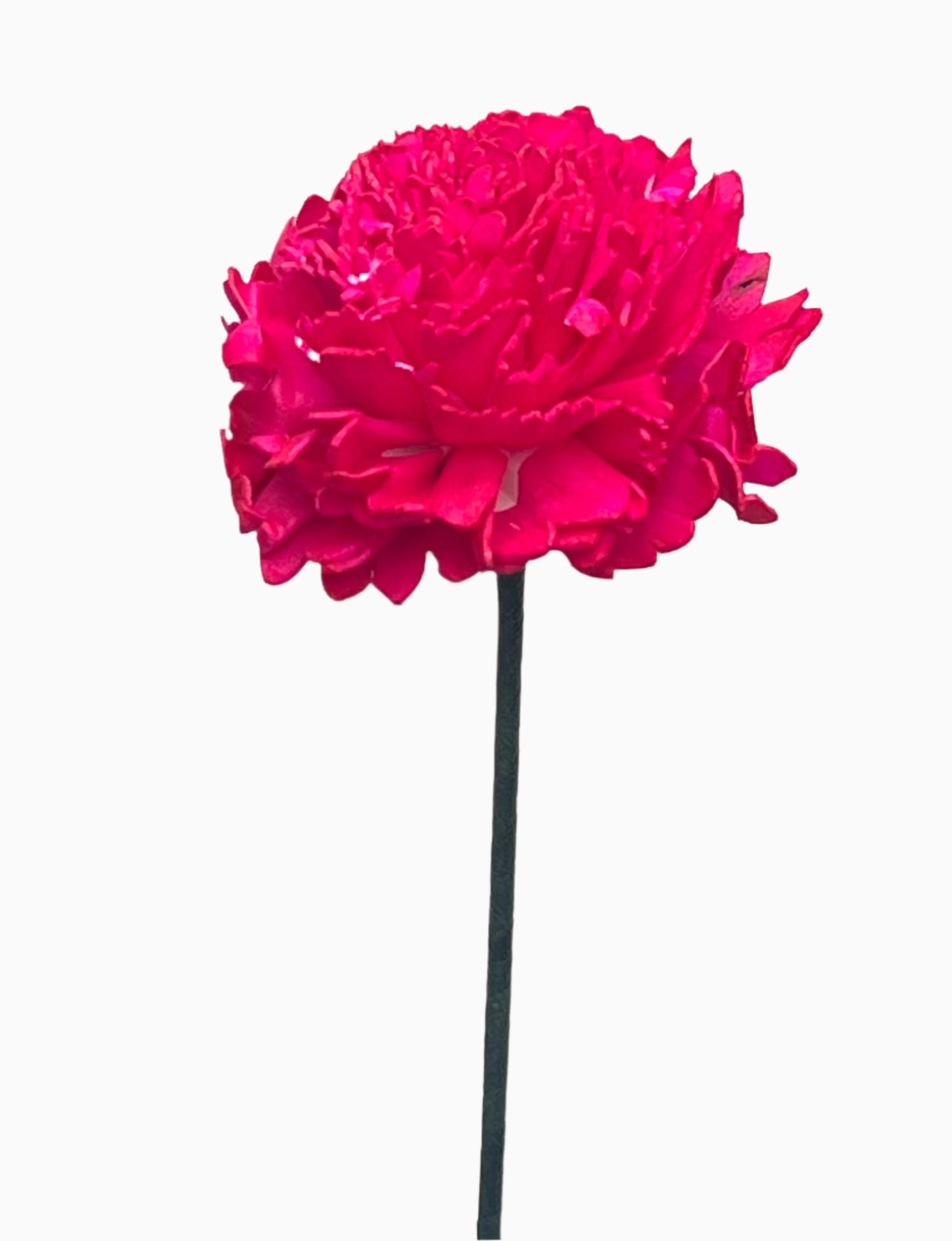 Carnation with Stem