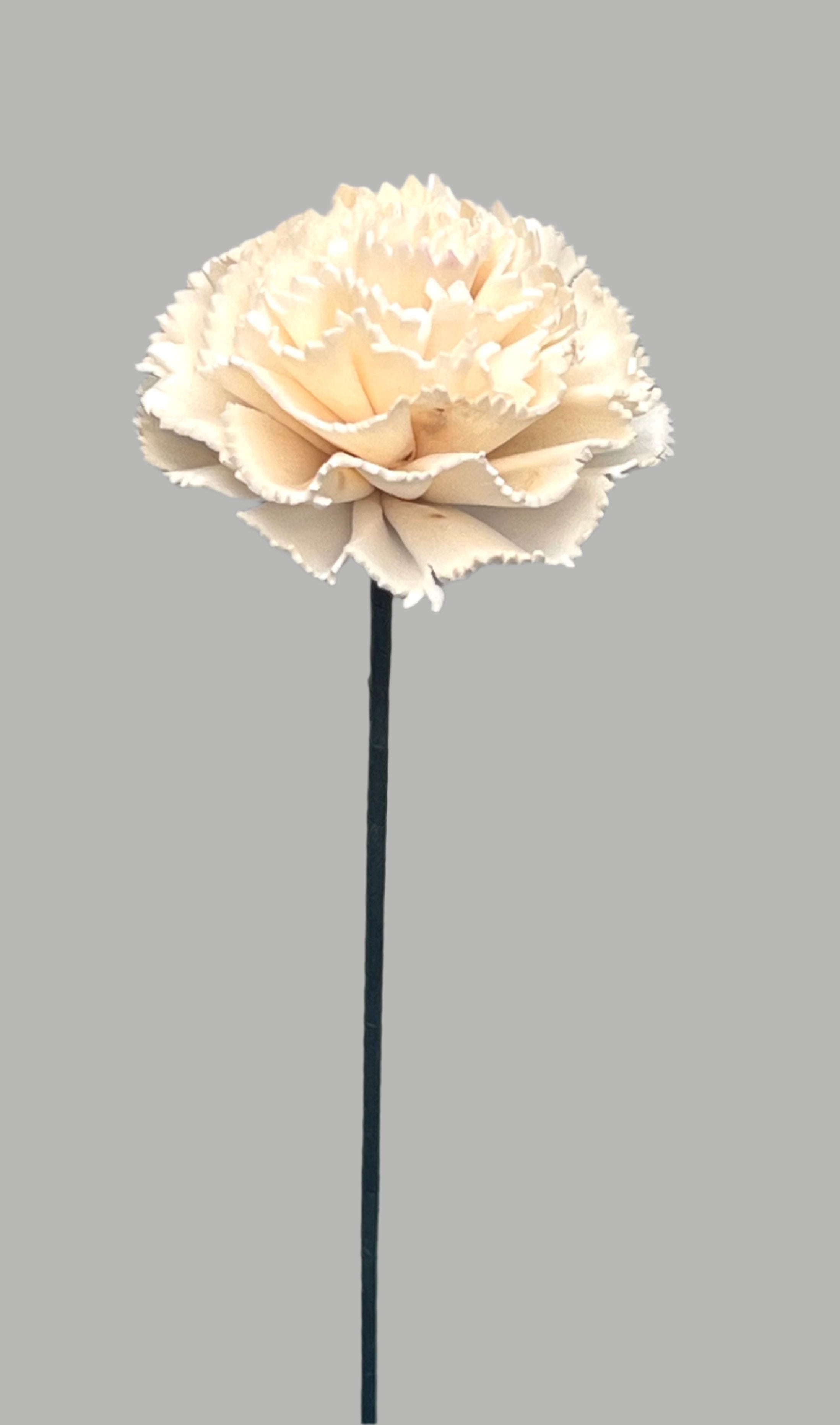 Carnation with Stem