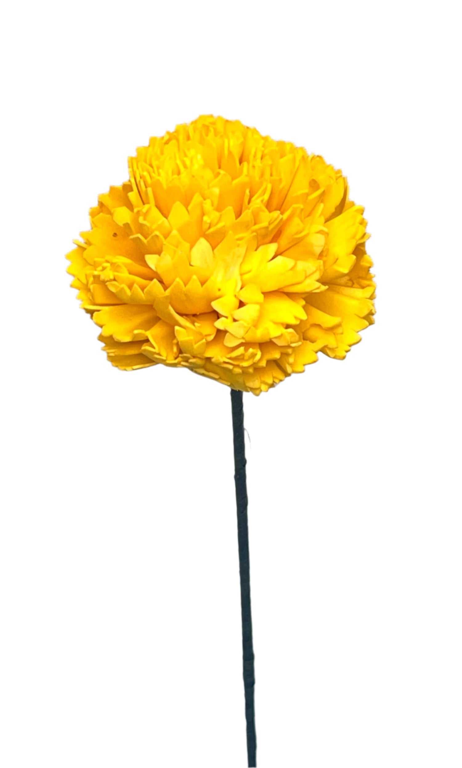 Carnation with Stem